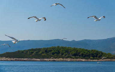 Fototapeta na wymiar Seagulls flock on Island Hvar, Adriatic sea, Croatia