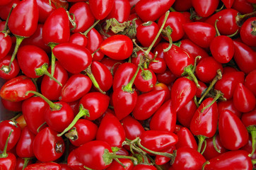 Cascabel bright red chili peppers closeup view from above
