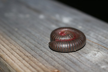 giant millipede