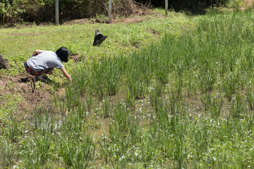 Rice plantation, paddy field Agriculture
