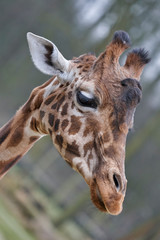 Head shot of a giraffe in the zoo
