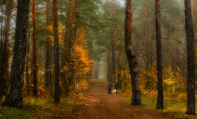 Walk in the autumn. Forest. Landscape. Nature. . Autumn. Autumn colors.