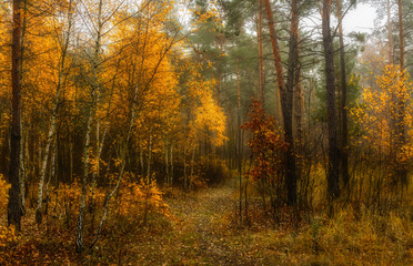 Walk in the autumn. Forest. Landscape. Nature. . Autumn. Autumn colors.