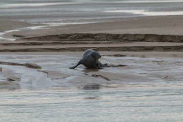 Fototapeta premium phoque