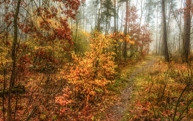 Walk in the autumn. Forest. Landscape. Nature. . Autumn. Autumn colors.