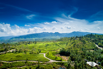 Aerial View of Green Lush Walini Tea Plantation, Rancabali, Ciwidey, Bandung, West Java, Indonesia