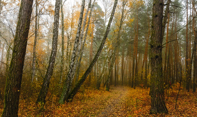 Fototapeta premium Walk in the autumn. Forest. Landscape. Nature. . Autumn. Autumn colors.