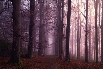 Autumn forest. Path in a secluded forest.Foggy autumn forest in purple colors. Red foliage.