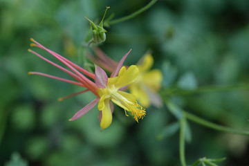 Golden columbine