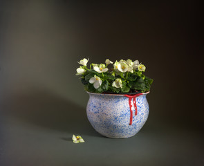 still life with flowers. violets. minimalism.
