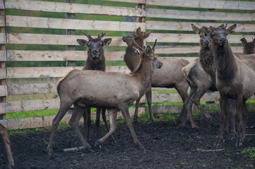 Domesticated deers marals on farm in Altay