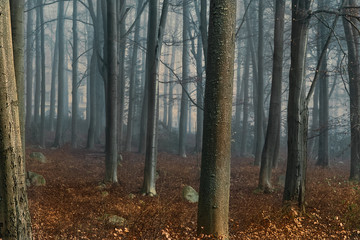 Landscape of sunrise  in autumn foggy morning. Autumn foggy forest. Orange foliage.Tree trunks.