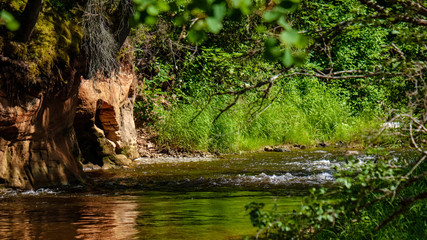 Fototapeta premium rocky stream of river deep in forest in summer green weather with sandstone cliffs