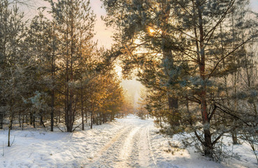 Walk in the winter forest. Morning. Landscape. Nature. Winter. Snow.