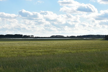 Grasslands on assateague island 