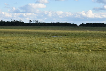Grasslands on assateague island 
