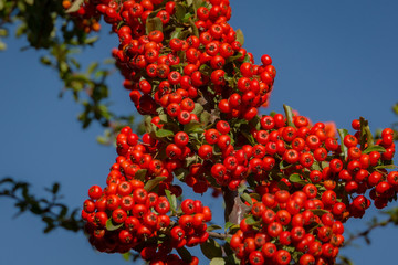 Branch of pyracantha or firethorn plant with bright red berries against the blue sky. Berries adorn the bush in autumn and all winter. Nature concept for design