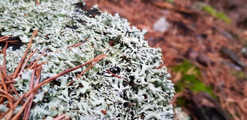 Lichens on the pines
