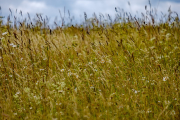 summer green meadow with abstract pattern from grass and flowers