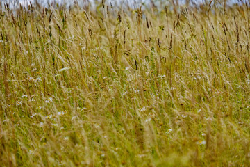 Obraz premium summer green meadow with abstract pattern from grass and flowers