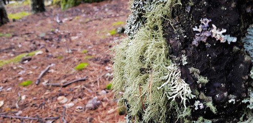 Lichens on the pines
