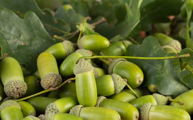 Fruits of oak