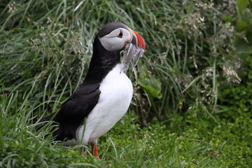 Island Papageitaucher
