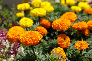 Big group of orange marigolds