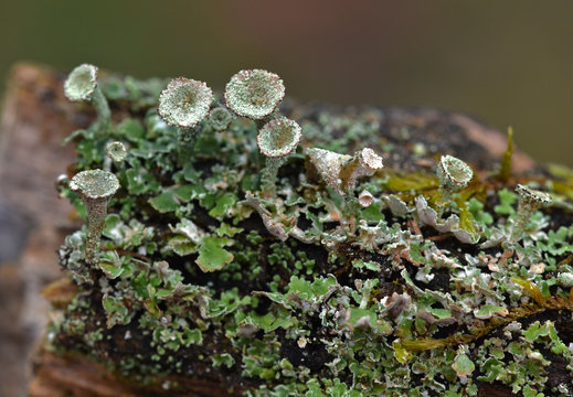 Gefranste Strauchfleche, Cladonia fimbriata