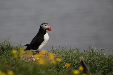 Island Papageitaucher