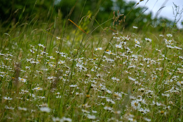 summer green meadow with abstract pattern from grass and flowers