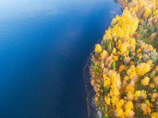 Fototapeta na wymiar Aerial view over forest during vibrant autumn colors. Aerial view of seashore. Coastline with sand and water. Aerial drone view of forest with yellow trees and lake landscape from above. Fall foliage