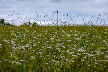 summer green meadow with abstract pattern from grass and flowers