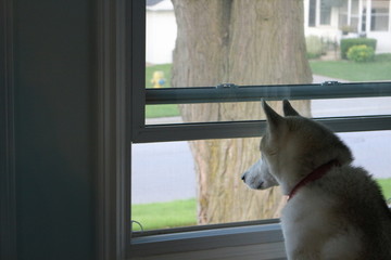 HUSKY DOG LOOKING OUT WINDOW