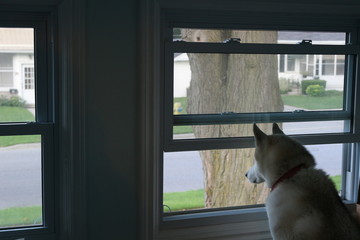 dog at window