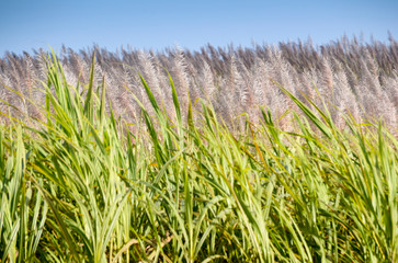 Sugar Cane - Sugarcane with pink flower