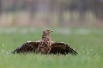 Birds of prey - lesser spotted eagle in flight (Aquila pomarina)