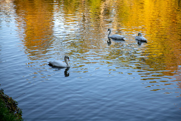 Ducks on the lake