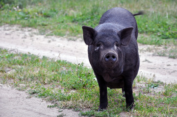  cute black pigs. Walking in nature. African swine fever.