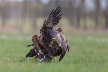 Birds of prey - lesser spotted eagle in flight (Aquila pomarina)