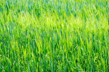 summer green meadow with abstract pattern from grass and flowers