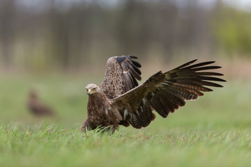 Birds of prey - lesser spotted eagle in flight (Aquila pomarina)