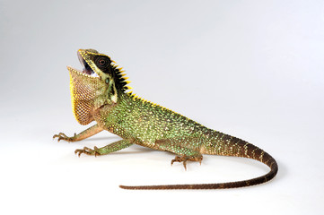Grüner Nackenstachler (Acanthosaura capra) - mountain horned dragon