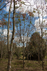 Landscape rubber plantation during day with blue sky