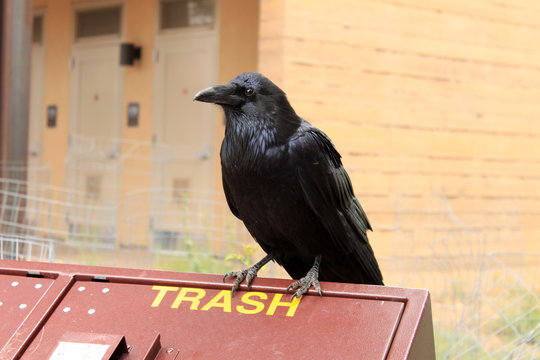 corvo