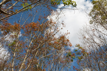 Landscape rubber plantation during day with blue sky