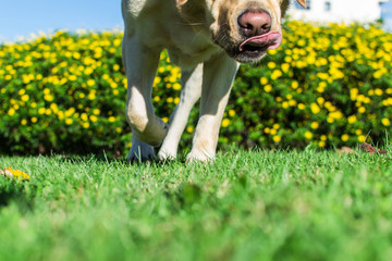Se acerca un perro relamiéndose