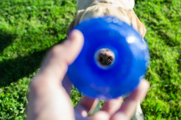 Una trufa de perro a través de la pelota