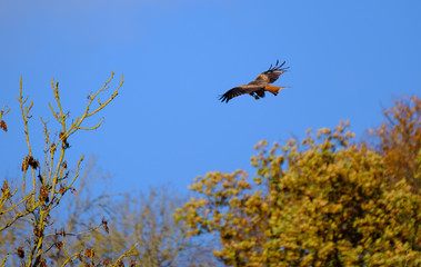 Red Kite feeding in flight over colourful autumn trees