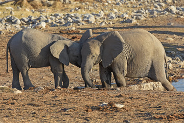 Fototapeta premium Junge Elefanten am Wasserloch Okaukuejo im Etosha Nationalpark in Namibia (Afrika)